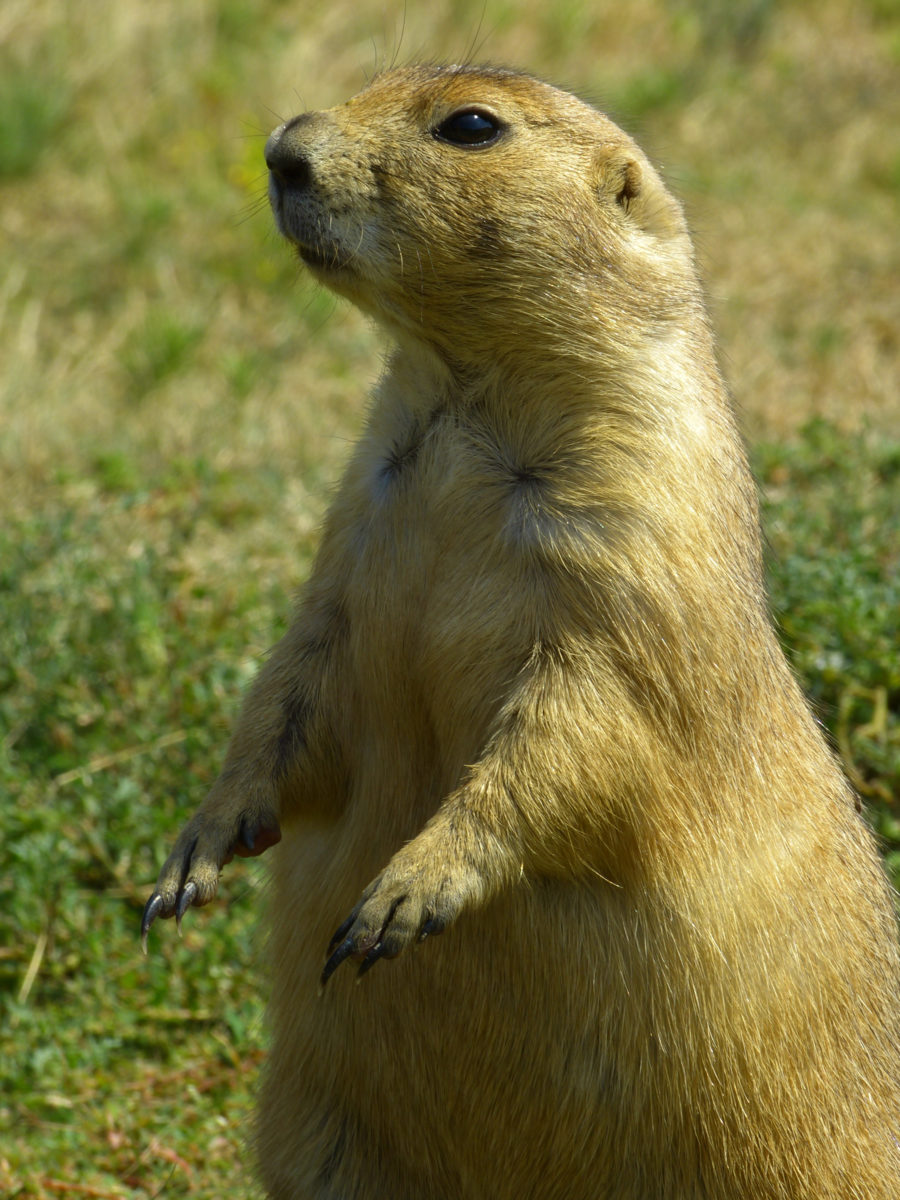 Black-tailed Prairie Dog - Devils Tower National Monument, Wyoming