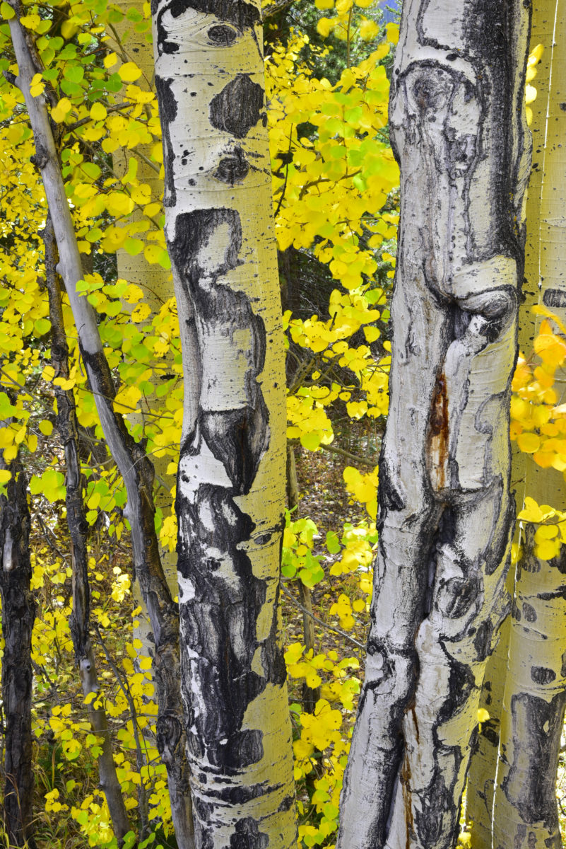 Abstract of aspen trunks and leaves  -  Rocky Mountain National Park, Colorado