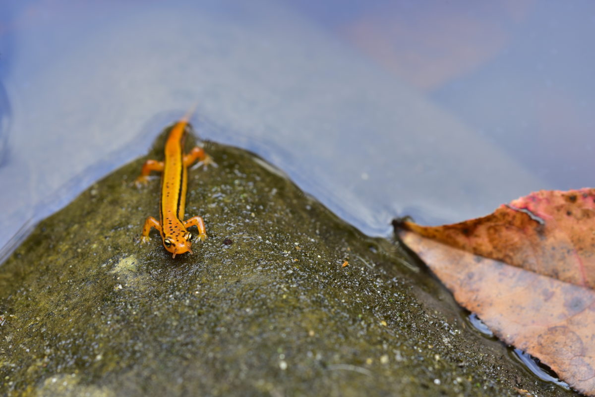 Southern two-lined salamander  -  Jones Gap State Park, South Carolina