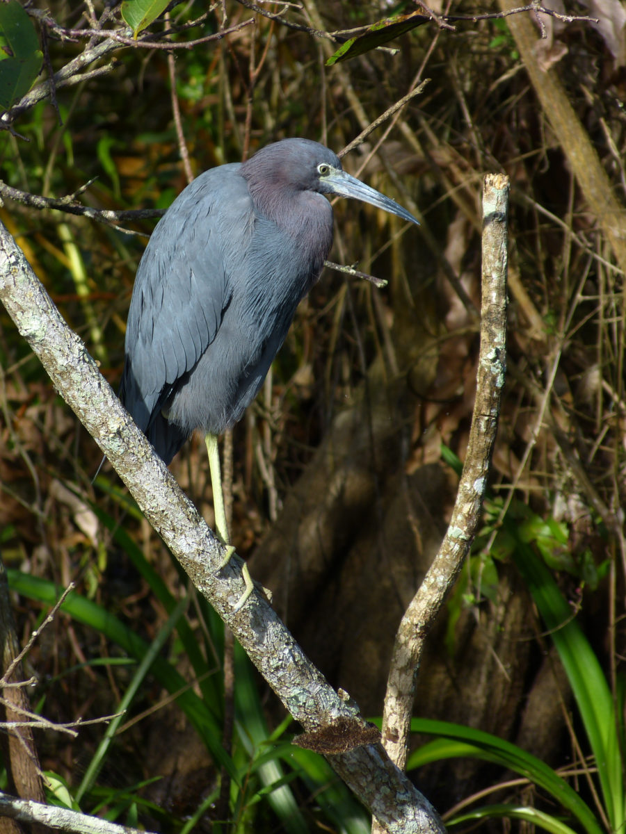 Little Blue Heron  -  Shark Valley Area  -  Everglades National Park, Florida