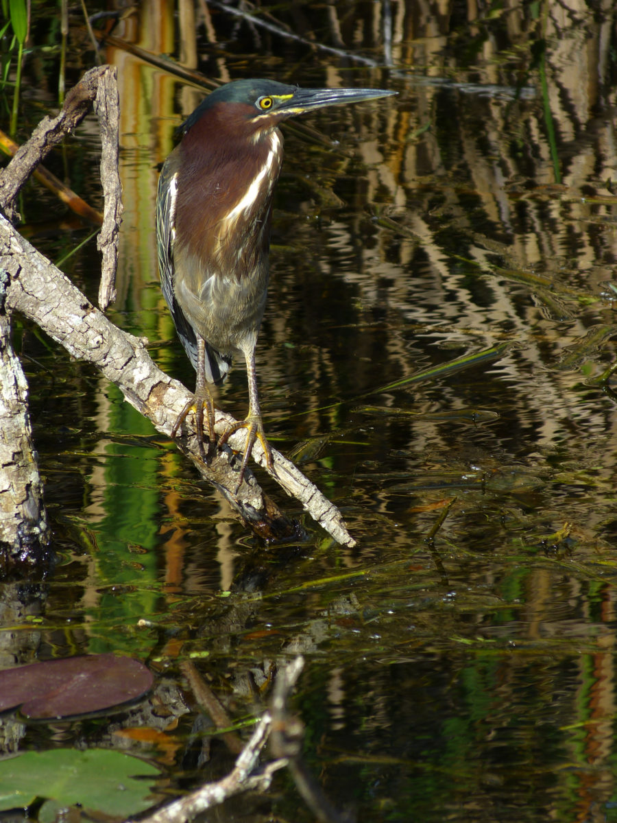 Green Heron  -  Shark Valley Area  -  Everglades National Park, Florida