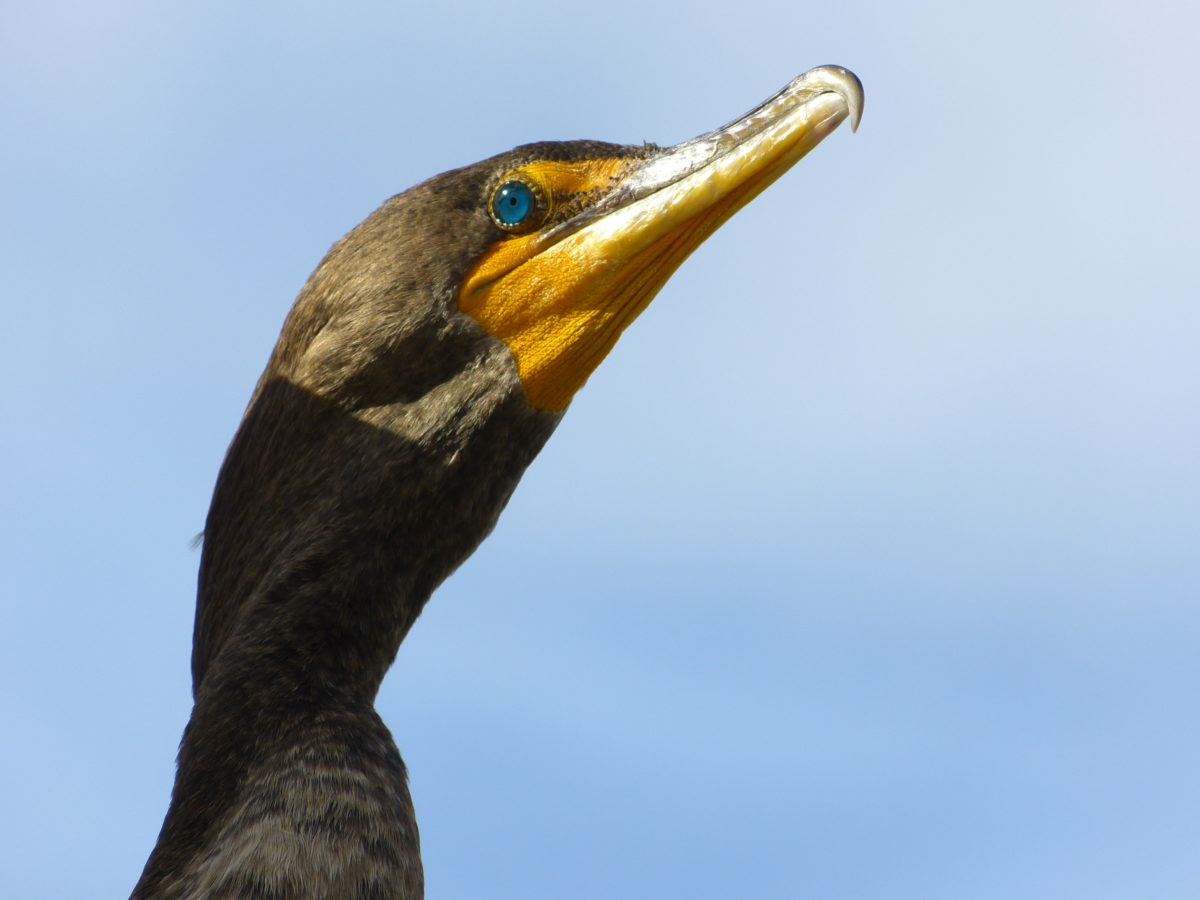 Double-crested Cormorant  -  Anhinga Trail  -  Everglades National Park, Florida