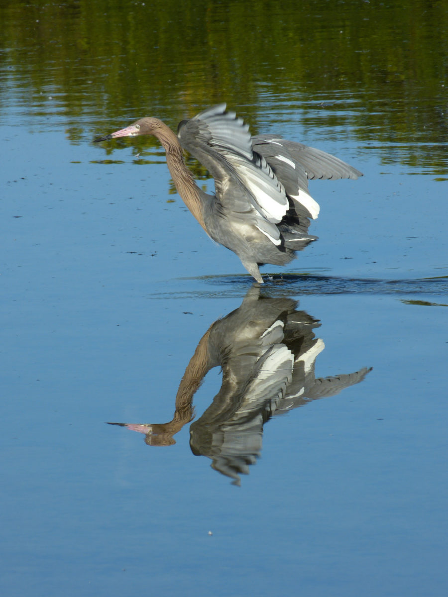 Reddish egret hunting for food  -  Ding Darling National Wildlife Refuge, Florida