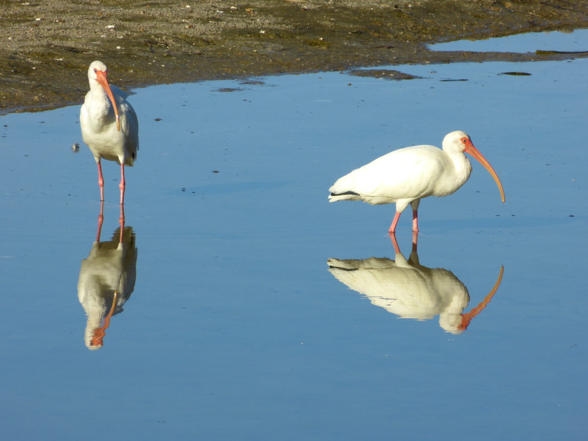 White Ibises  -  Ding Darling National Wildlife Refuge, Florida