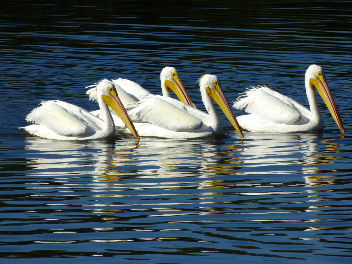 White Pelicans  -  Ding Darling National Wildlife Refuge, Florida