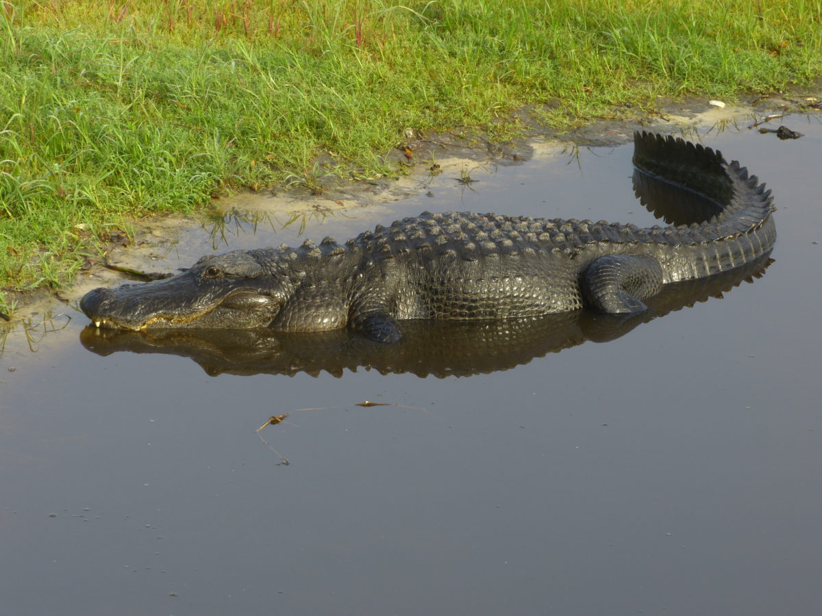 Alligator  -  Myakka River  -  Myakka River State Park, Florida