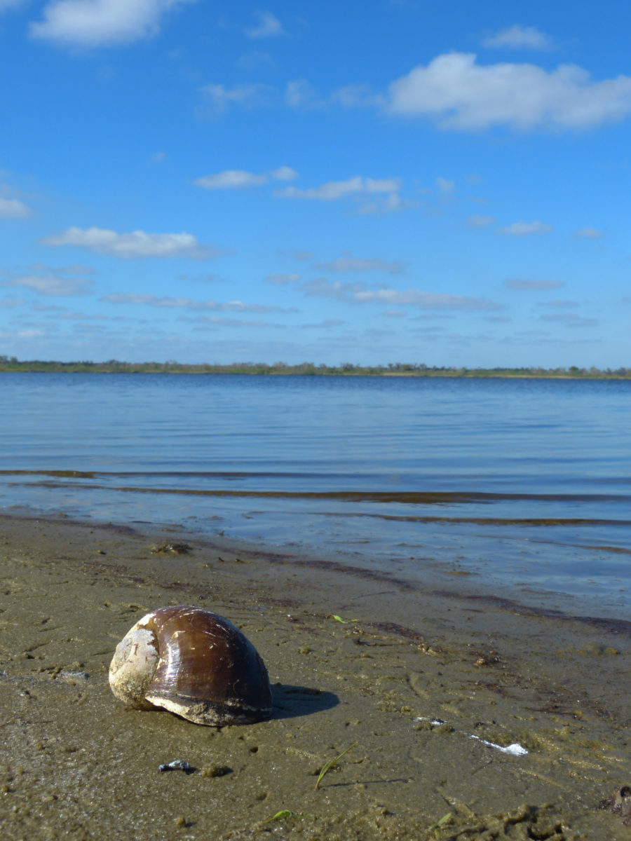 Apple Snail Shell, Upper Myakka Lake, and Clouds  -  Myakka River State Park, Florida
