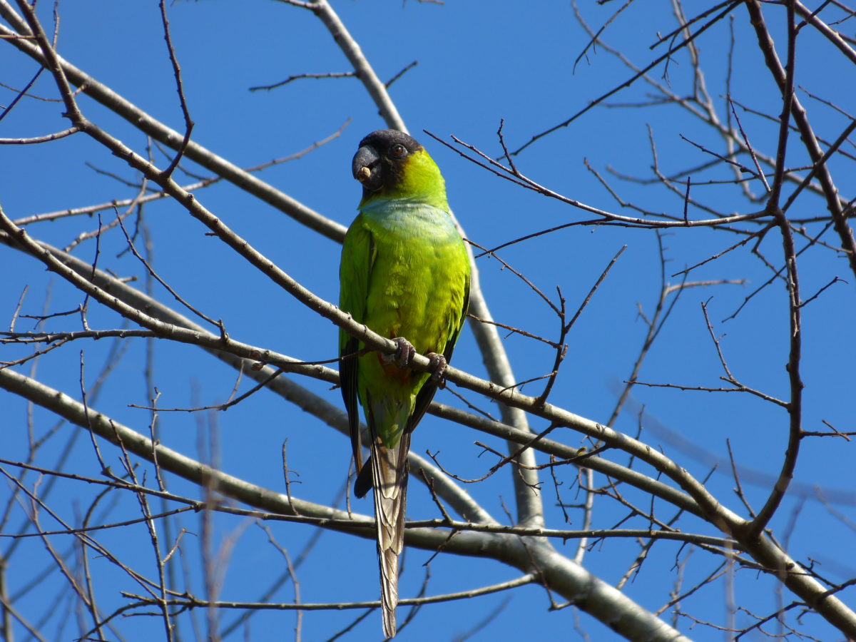 Black-hooded Parakeet  -  The Celery Fields, Sarasota County, Florida