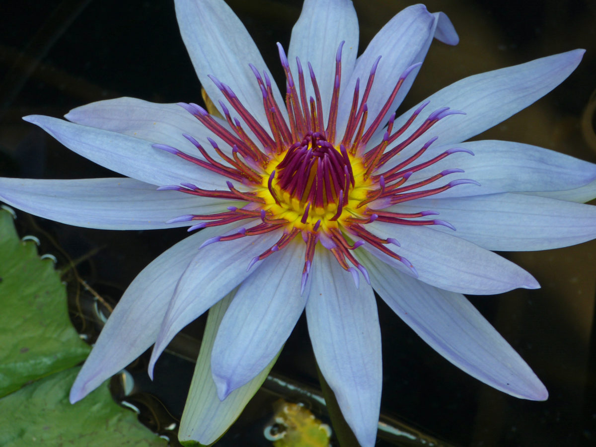 Water lily  -  Mote Marine Laboratory and Aquarium, Sarasota, Florida