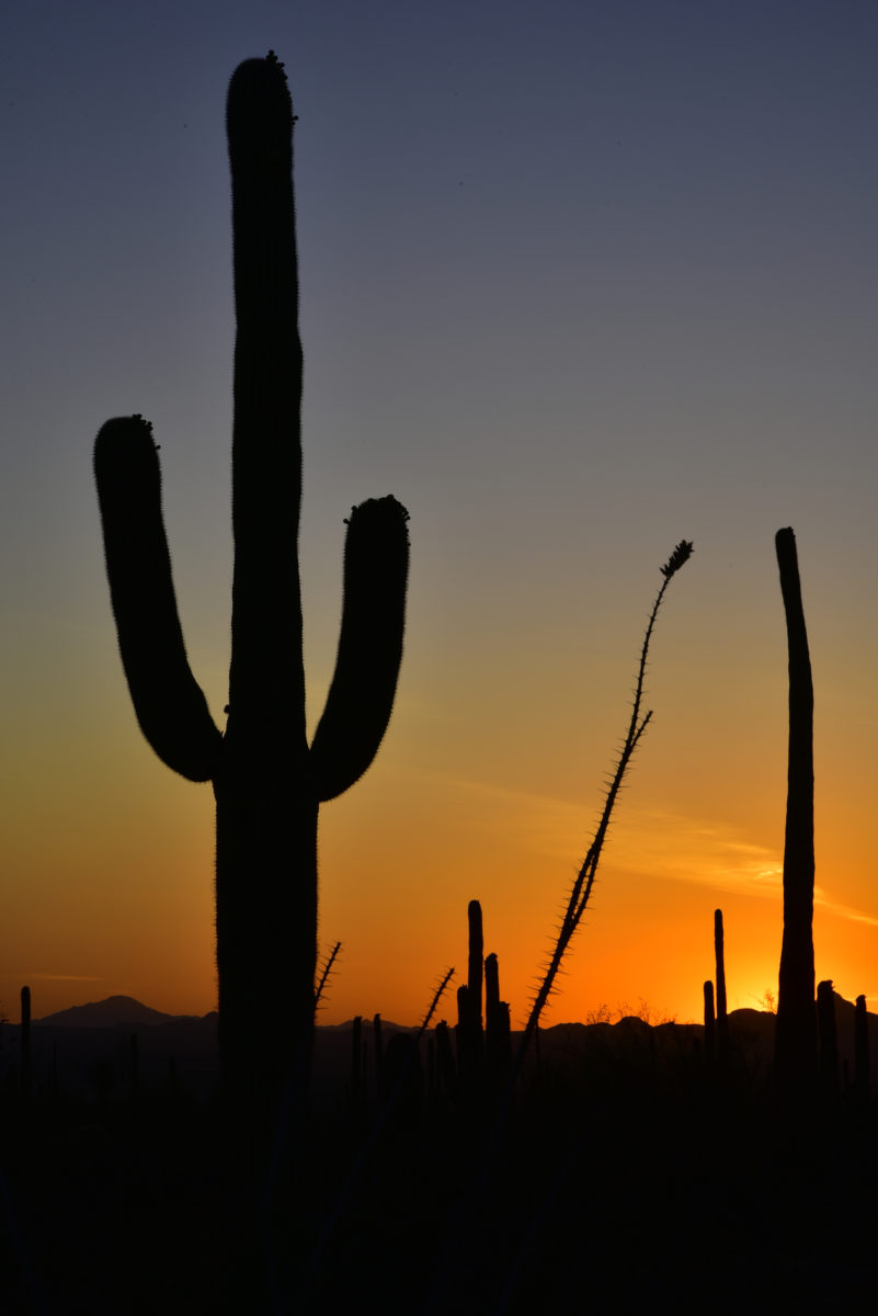 Saguaro cacti, ocotillo at sunset  -  Saguaro National Park (West Section), Arizona