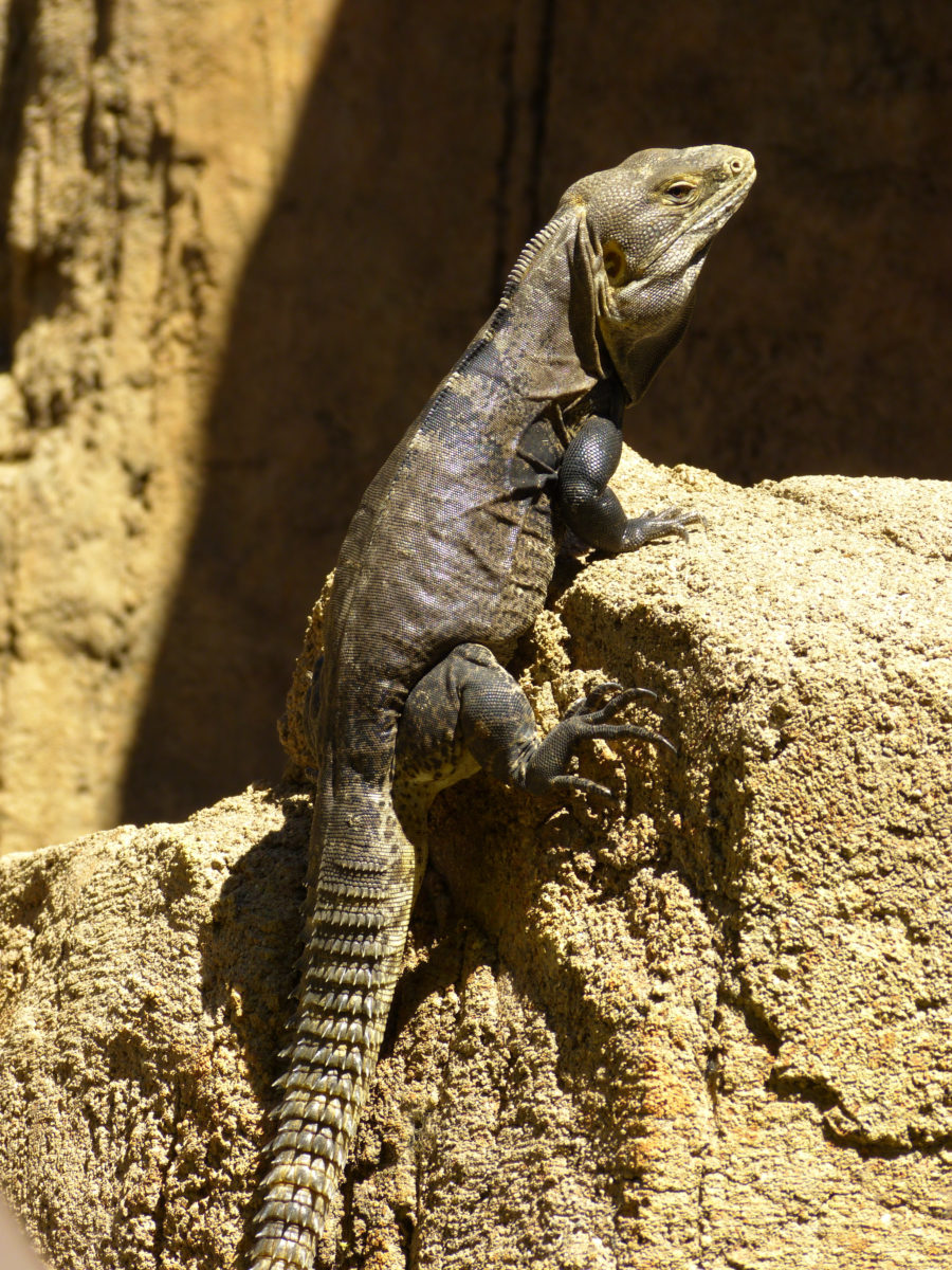 Spiny-tailed Iguana - Pima County, Arizona