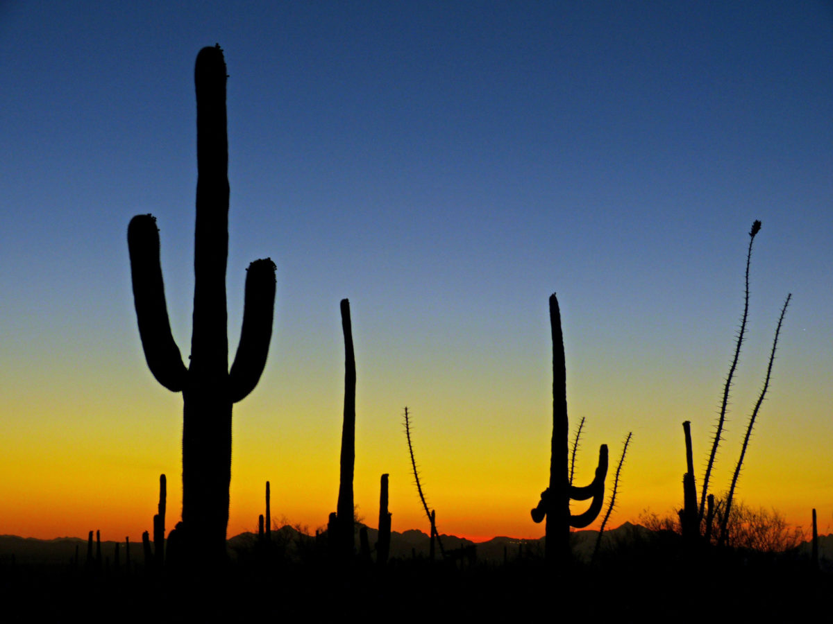 Saguaro cactus, ocotillo in post-sunset light  -  Saguaro National Park (West Section), Arizona