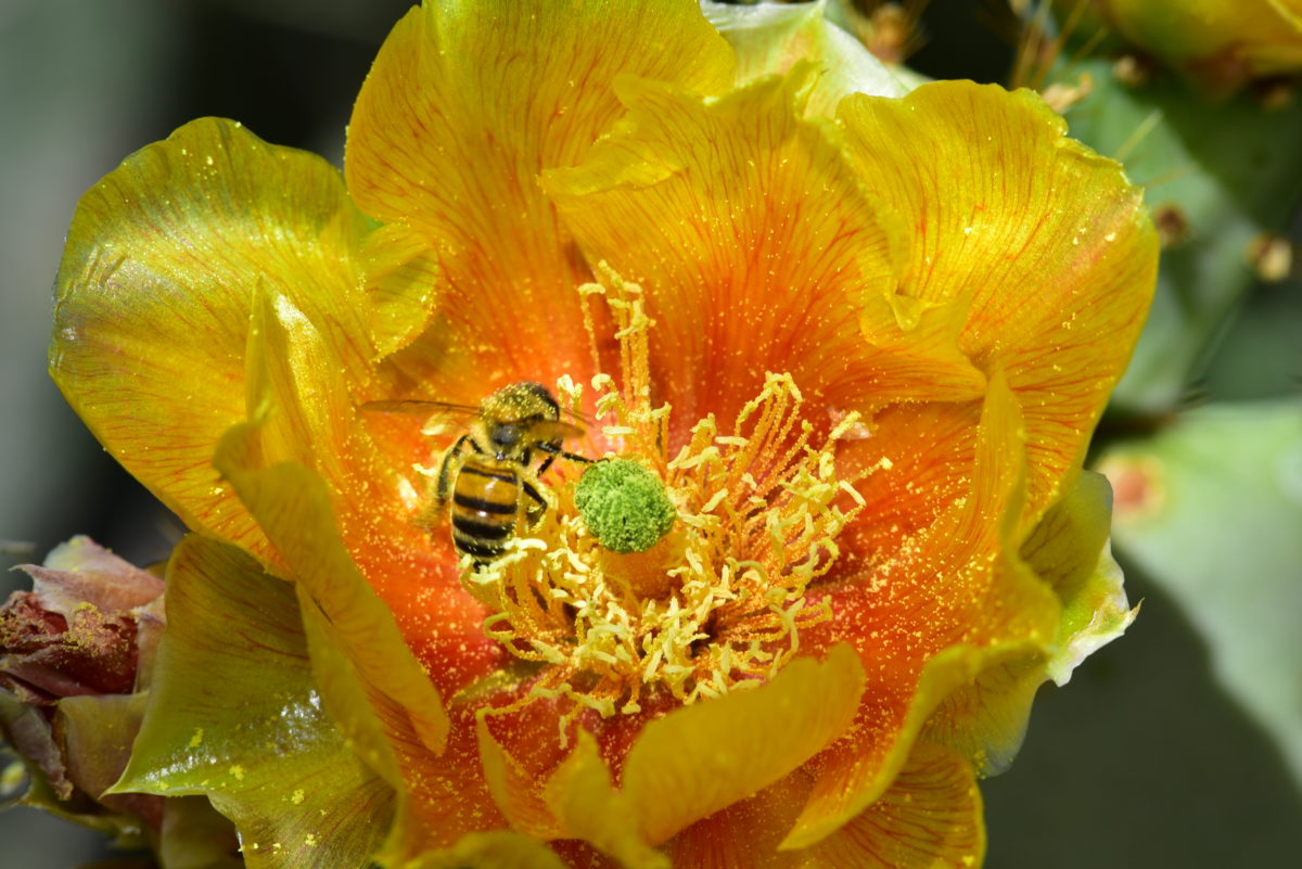 Prickly pear cactus bloom with bee - Boyce Thompson Arboretum SP, Arizona