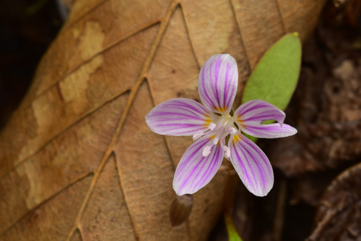 Spring Beauty  -  Talking Tree Trail  -  Holmes Educational State Forest, North Carolina  