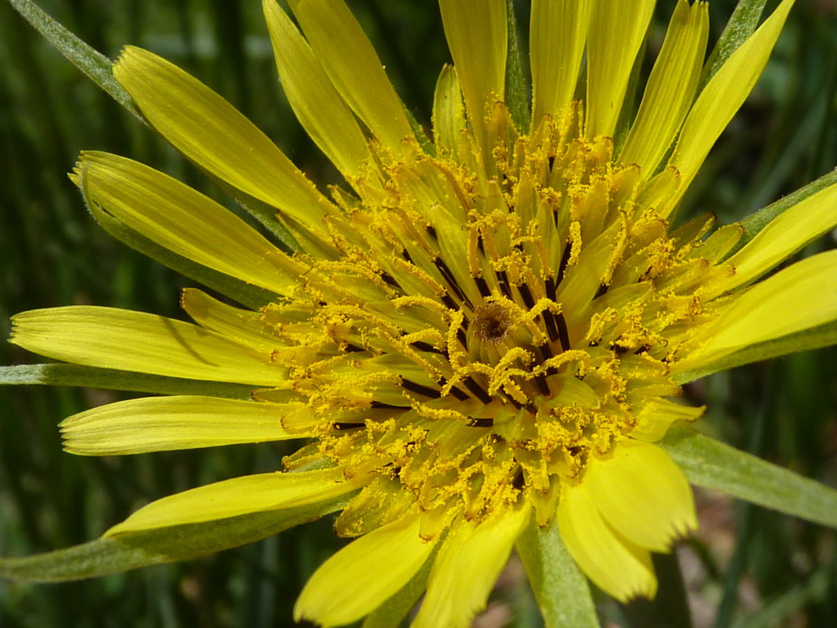 Yellow salsify  -  Convict Lake, Inyo National Forest, California