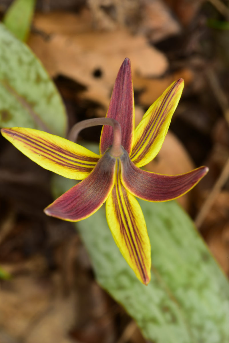 Trout Lily  -  Talking Tree Trail  -  Holmes Educational State Forest, North Carolina 