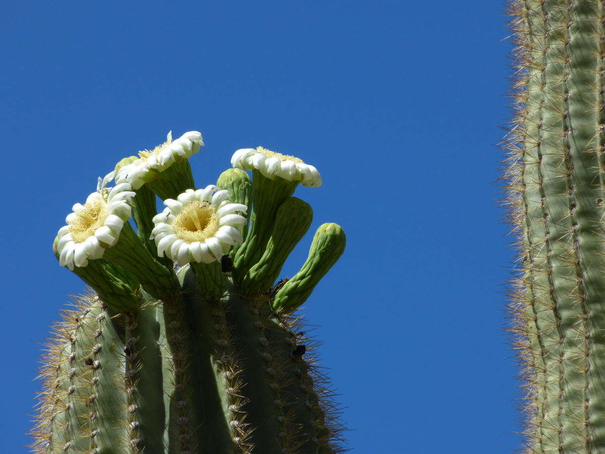 Saguaro cactus blooms -  Bajada Loop Trail, McDowell Sonoran Preserve  -  Scottsdale, Arizona  