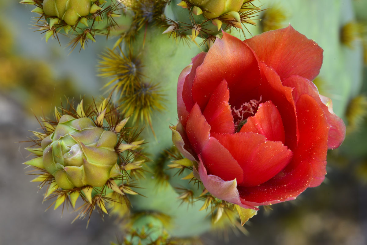 Prickly Pear Cactus bloom and buds  -  Boyce Thompson Arboretum State Park, Arizona