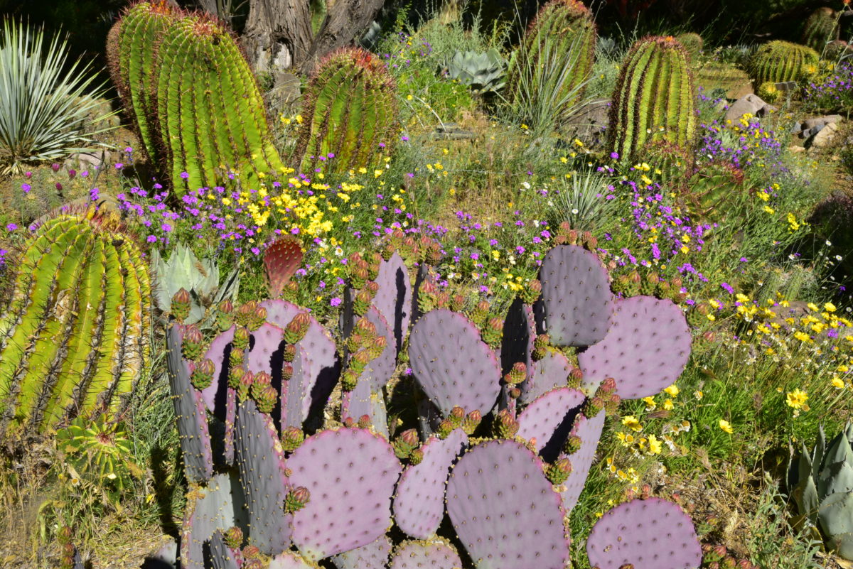 Desert plants in the Demonstration Garden  -  Boyce Thompson Arboretum State Park, Arizona