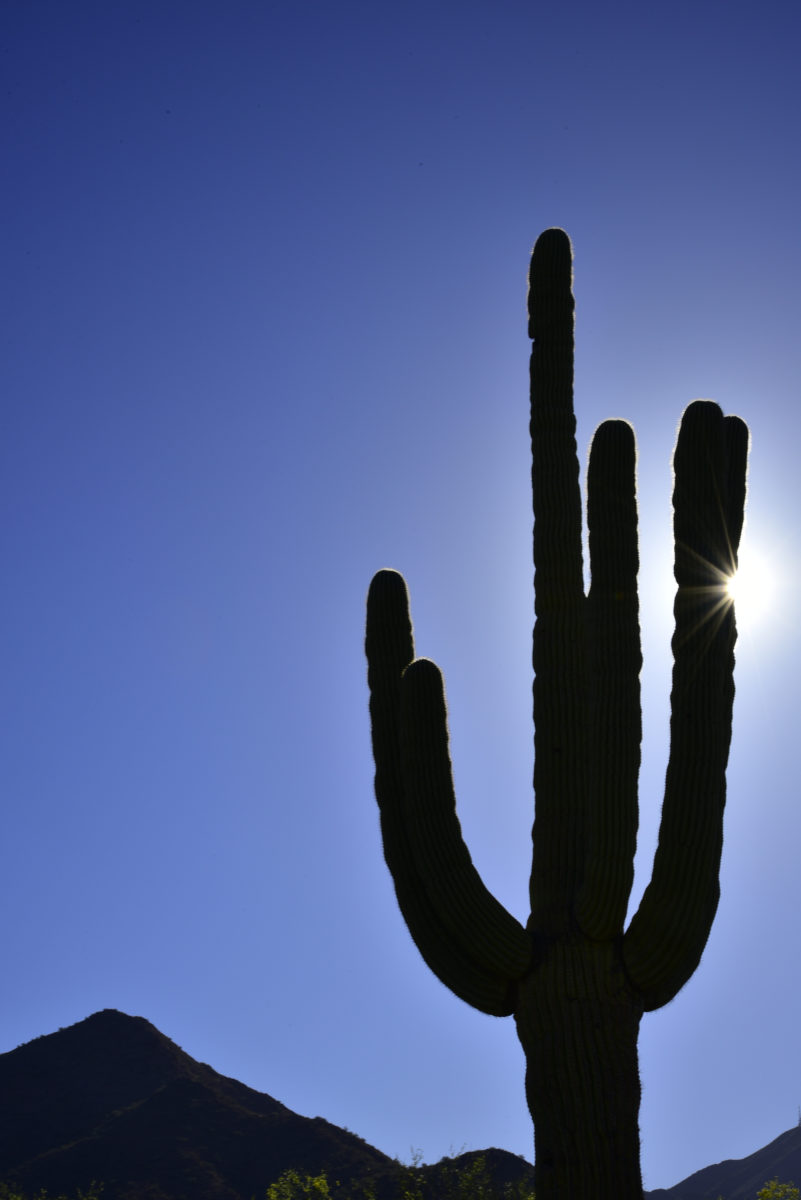 Saguaro cactus with sun star  -  Saguaro Trail, McDowell Sonoran Preserve  -  Scottsdale, Arizona  