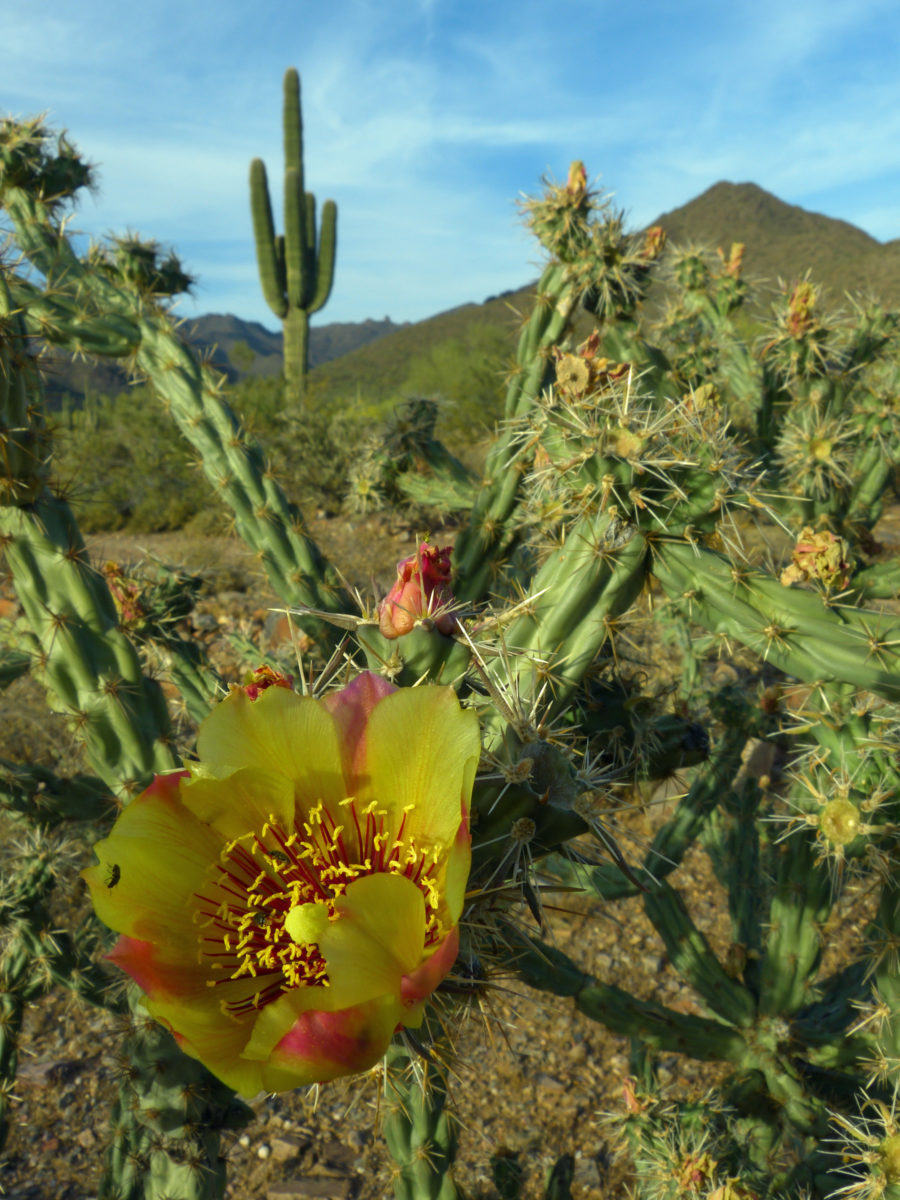 Chain fruit cholla, Saguaro cacti  -  104th Street Trail, McDowell Sonoran Preserve  -  Scottsdale, Arizona  
