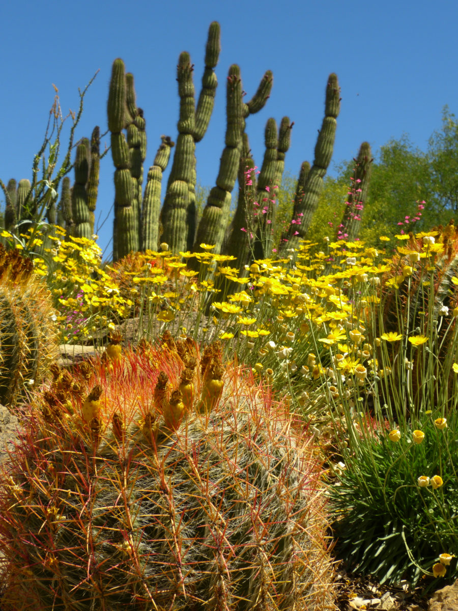 View of cactus garden  -  Arizona-Sonora Desert Museum, Arizona  