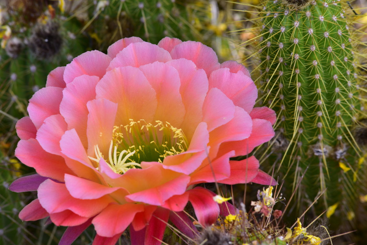 Hybrid Torch Cactus  -  Arizona-Sonora Desert Museum, Arizona 