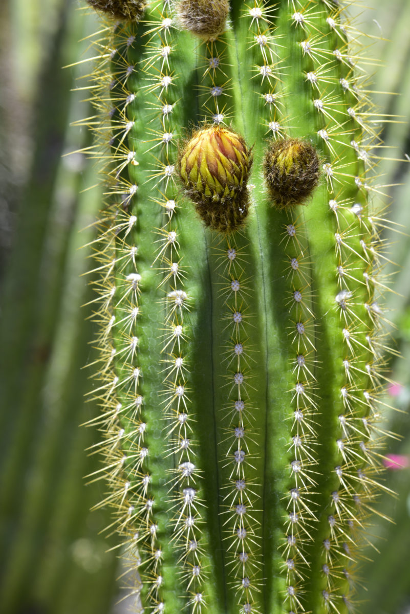 Cactus stem and buds  -  Arizona-Sonora Desert Museum, Arizona