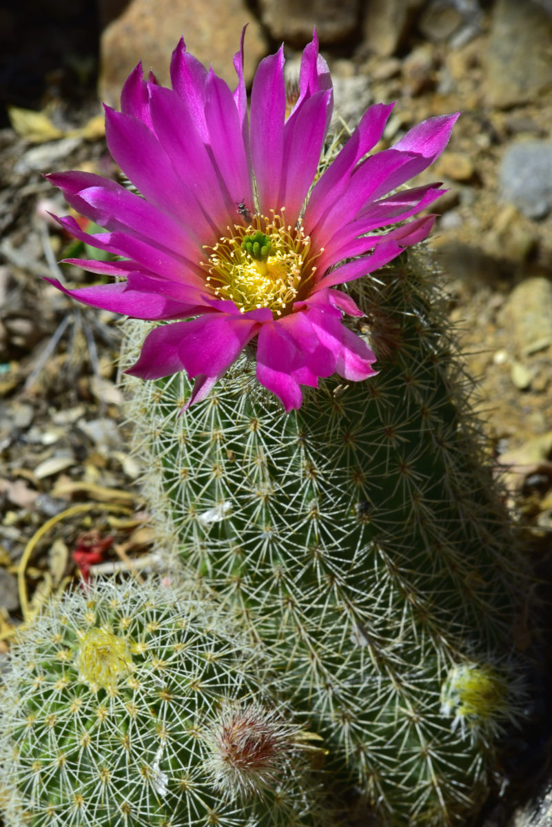 Strawberry hedgehog cactus  -  Arizona-Sonora Desert Museum, Arizona