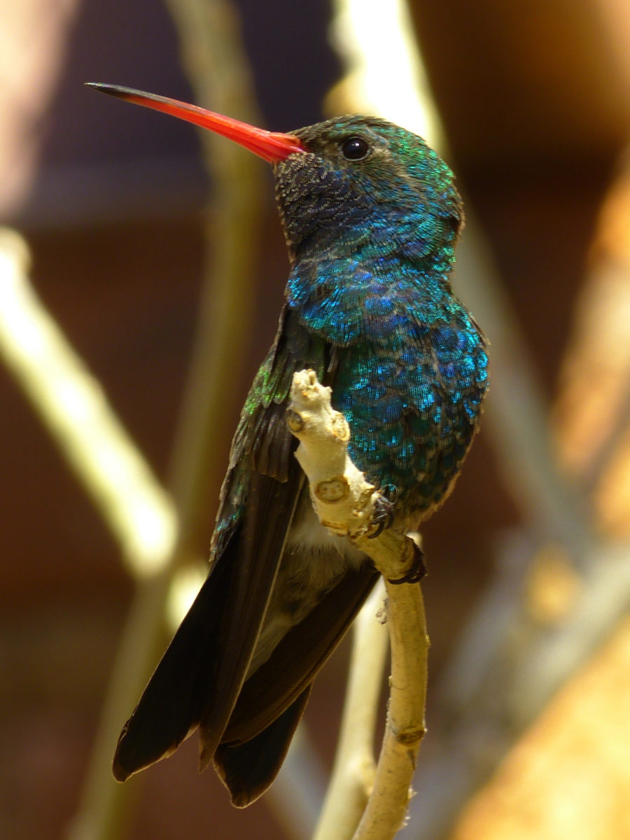 Broad-billed hummingbird  -  Arizona-Sonora Desert Museum, Arizona  