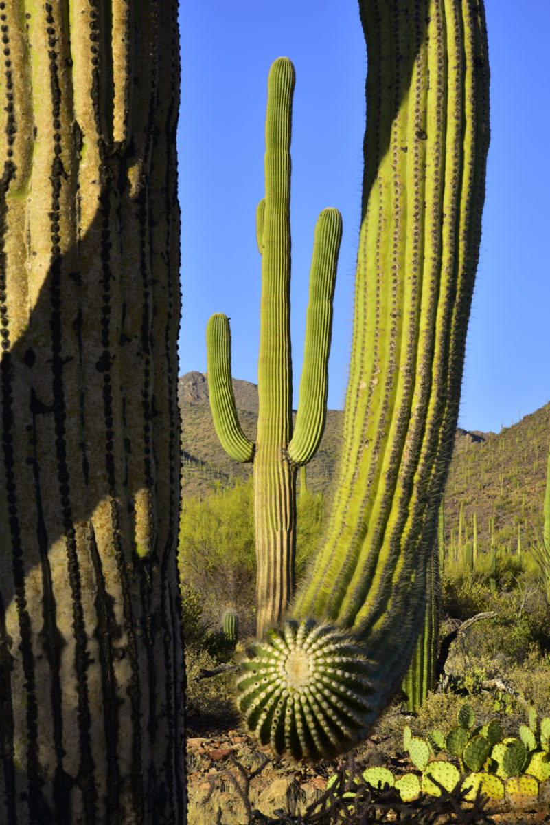 Framed Saguaro cactus  -  Saguaro National Park (West Section), Arizona  