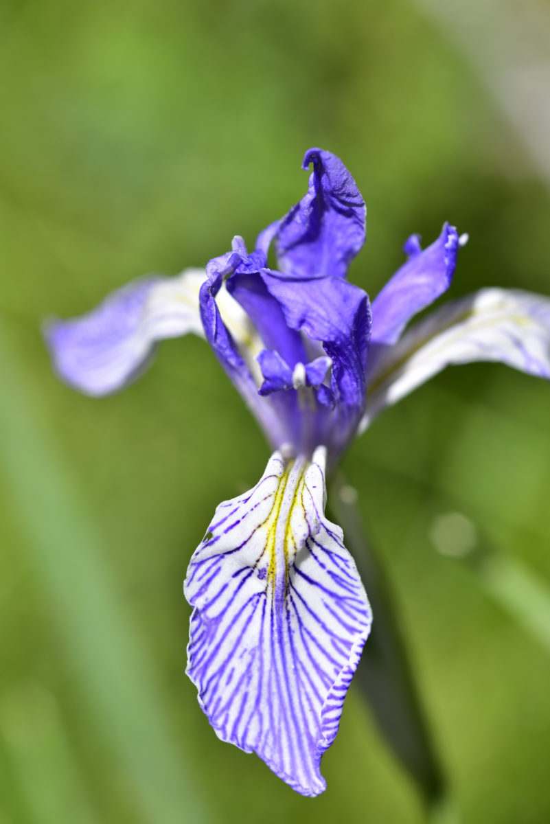 Wild Blue Flag Iris  -  Silver Lake  -  Inyo National Forest, California