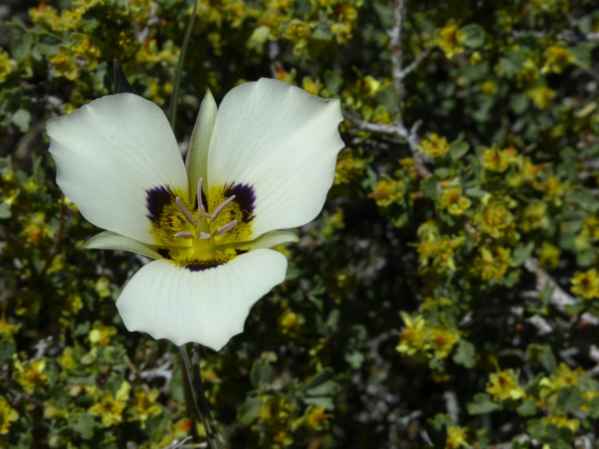 Mariposa Lily  -  Parker Lake Trail  -  Inyo National Forest, California