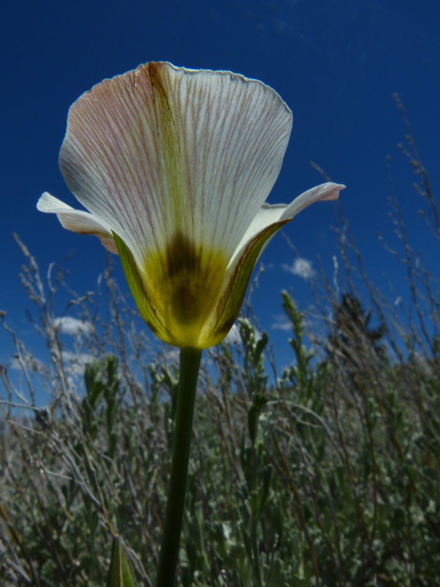 Mariposa Lily  -  Parker Lake Trail, Inyo National Forest, California