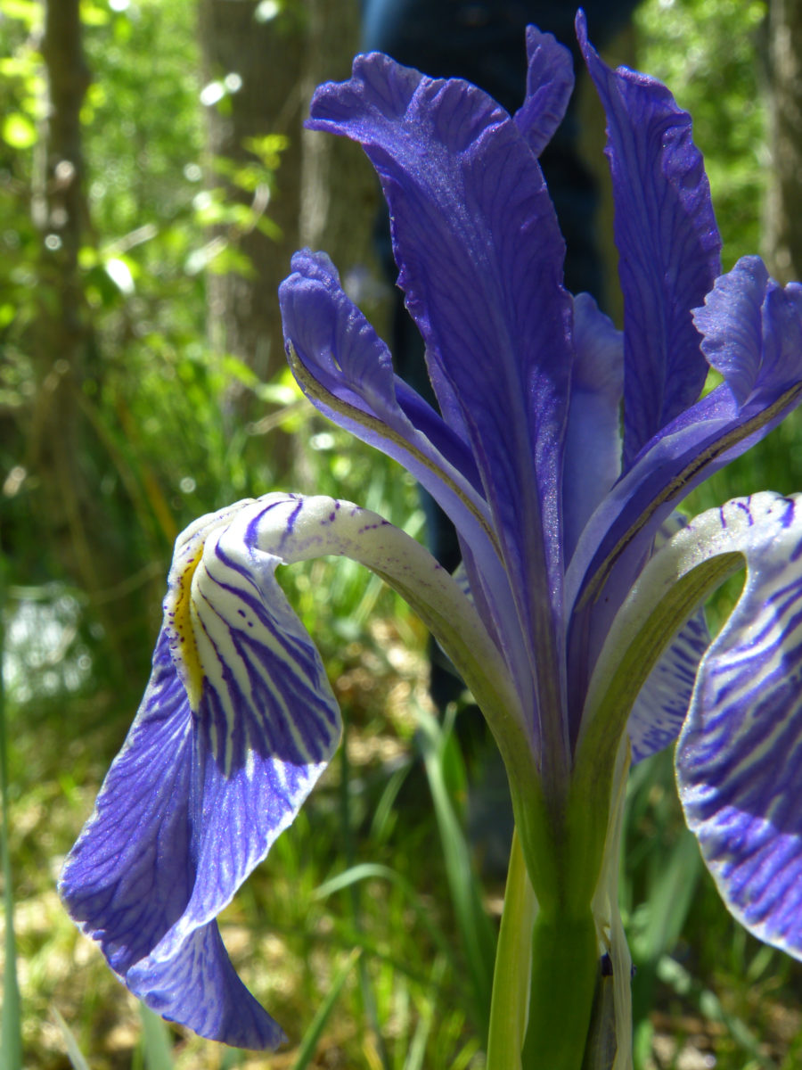 Wild Blue Flag Iris  -  McGee Creek Road  -  Inyo National Forest, California