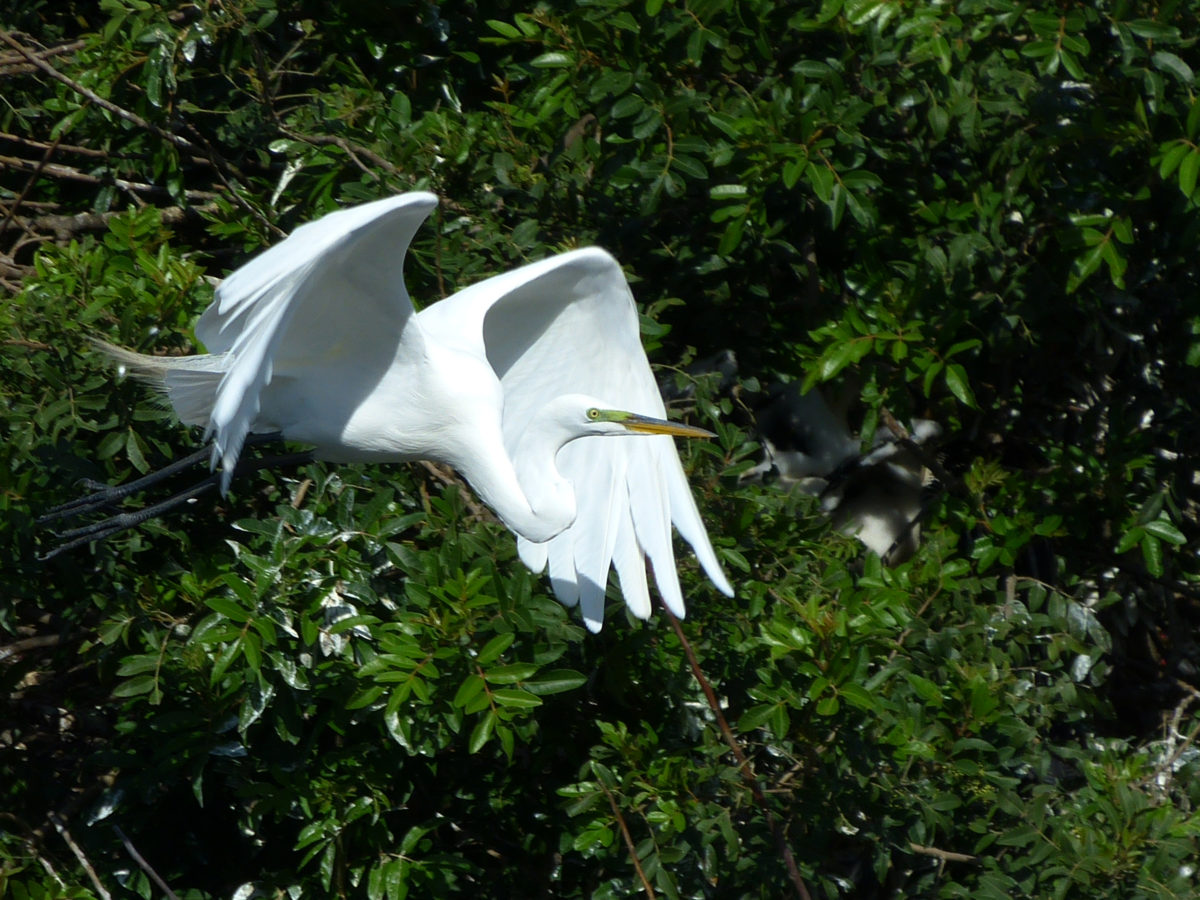 Great egret flying  -  Venice Audubon Rookery, Venice, Florida