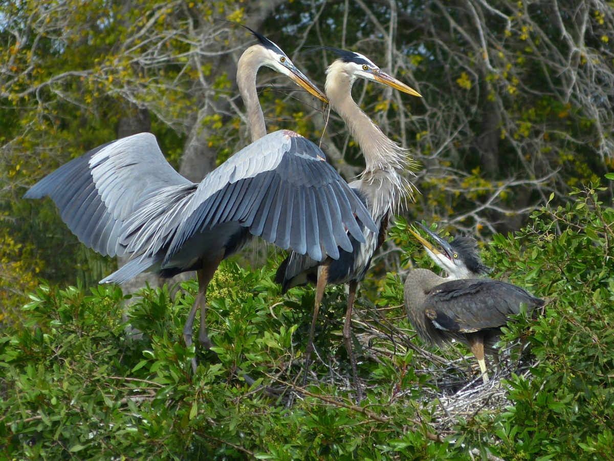 Nesting pair of Great Blue Herons with chick - Venice Audubon Rookery, Venice, Florida