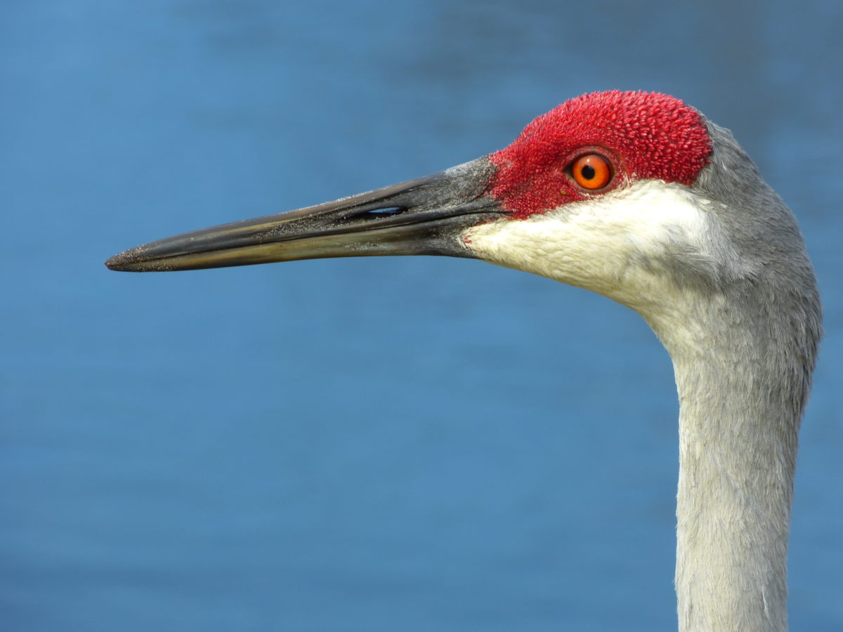 Sandhill crane  -  Venice Audubon Rookery, Venice, Florida 