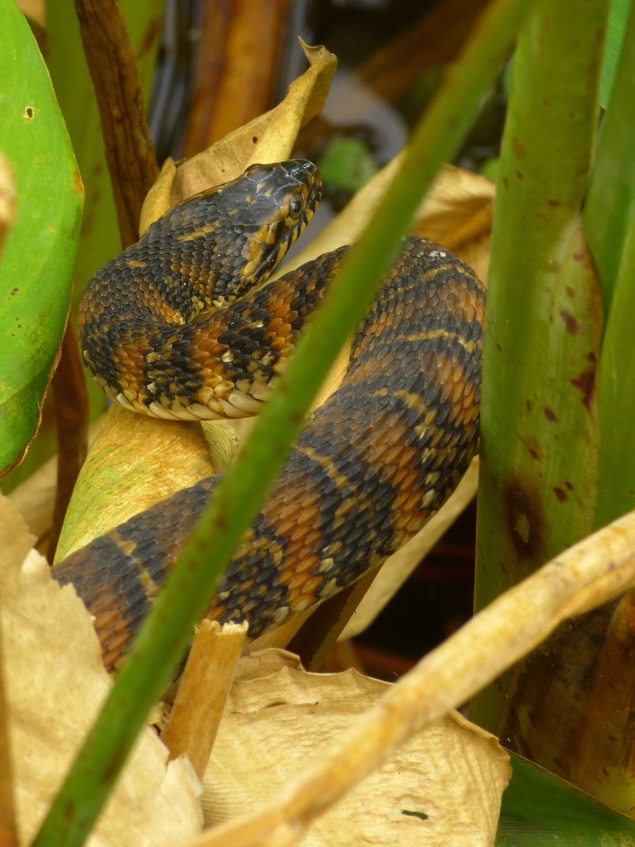 Florida banded water snake  -  Raymond Boardwalk, The Celery Fields, Sarasota County, Florida
