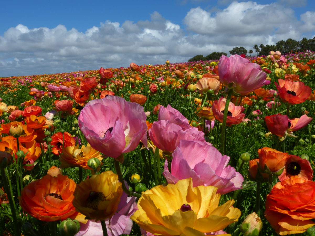 Ranunculus  -  The Flower Fields, Carlsbad, California