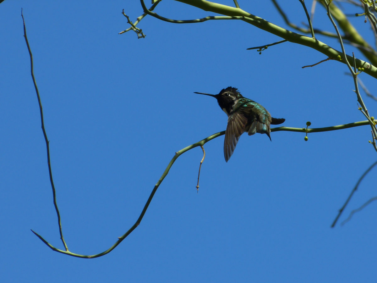 Costa’s hummingbird  -  Moorten Botanical Garden, Palm Springs, California