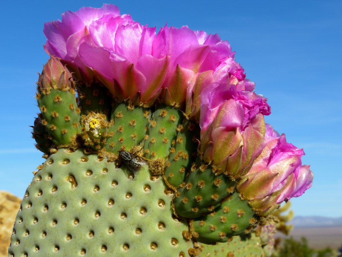 Fly on a beavertail cactus in bloom  -  Cholla Cactus Garden, Joshua Tree National Park, California
