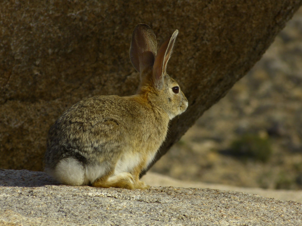Cottontail rabbit  -  Barker Dam Trail  -  Joshua Tree National Park, California