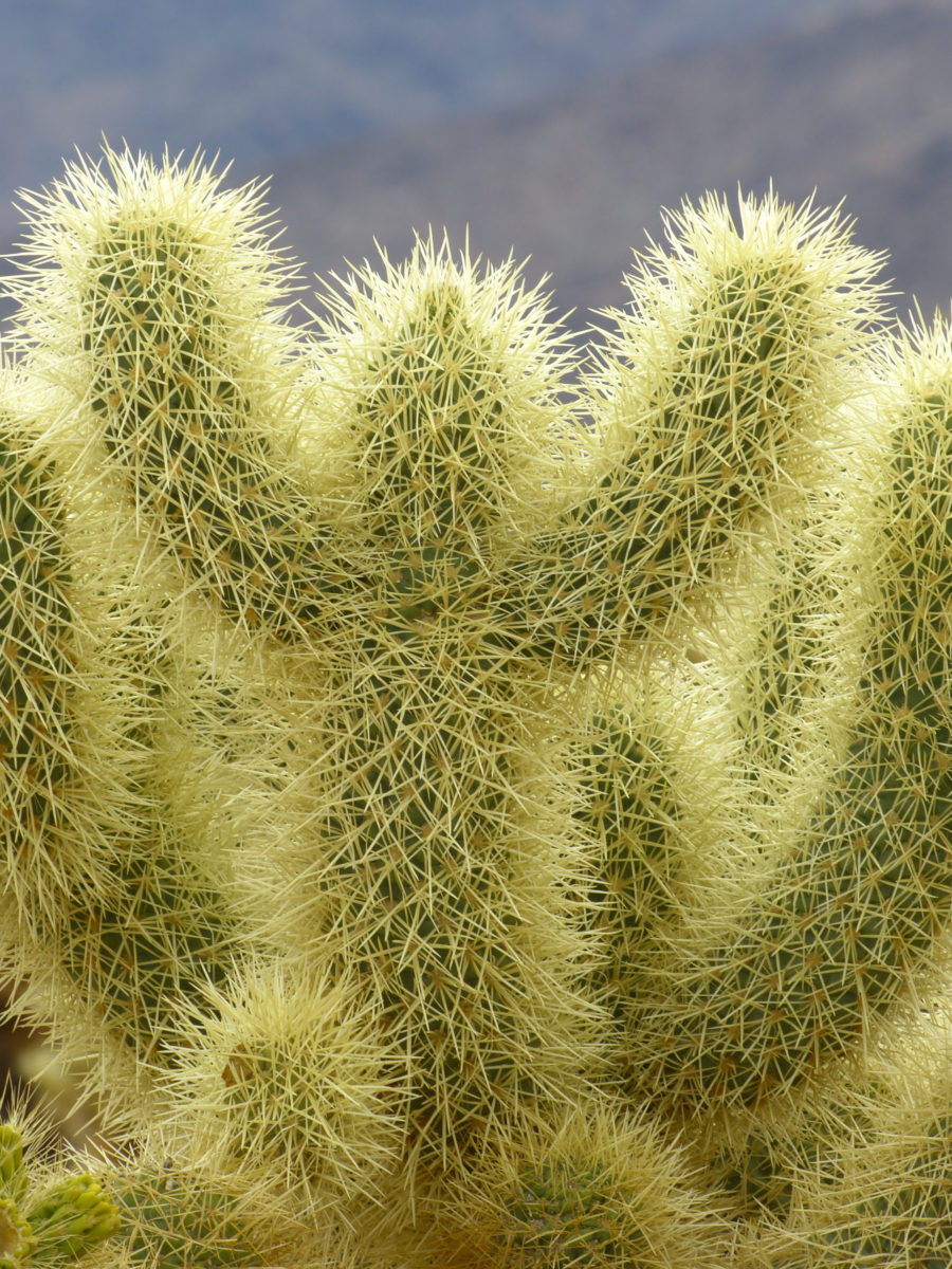 Cholla cactus  -  Cholla Cactus Garden, Joshua Tree National Park, California