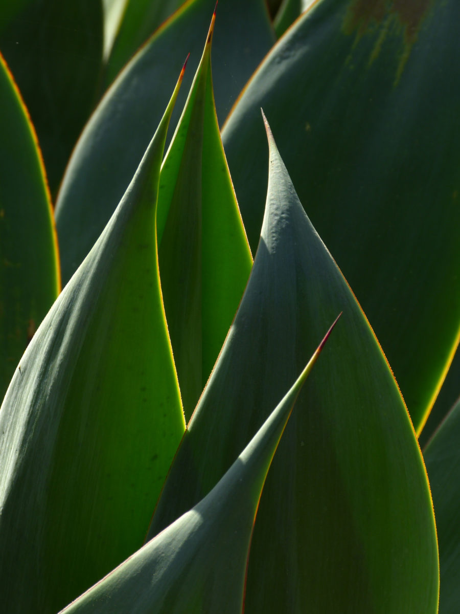 Blue flame agave (hybrid)  -  San Diego Botanic Garden, Encinitas, California