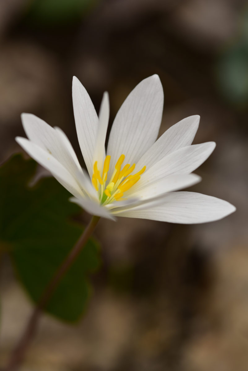 Bloodroot  -  Nine Times Preserve, Pickens County, South Carolina