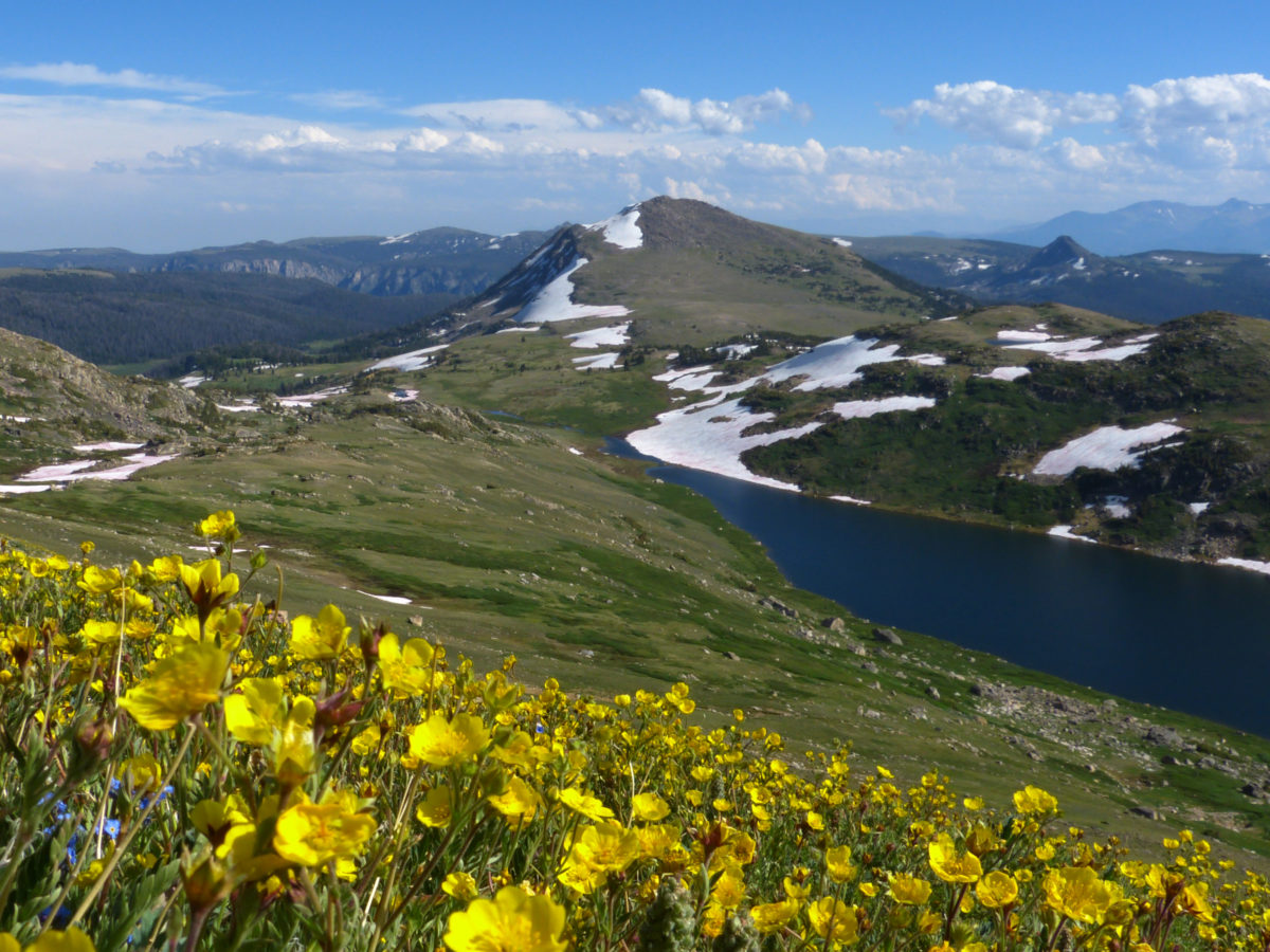 Snow buttercups, Gardiner Lake - Gardiner Lake Trailhead, Beartooth Scenic Byway, Shoshone National Forest, Wyoming