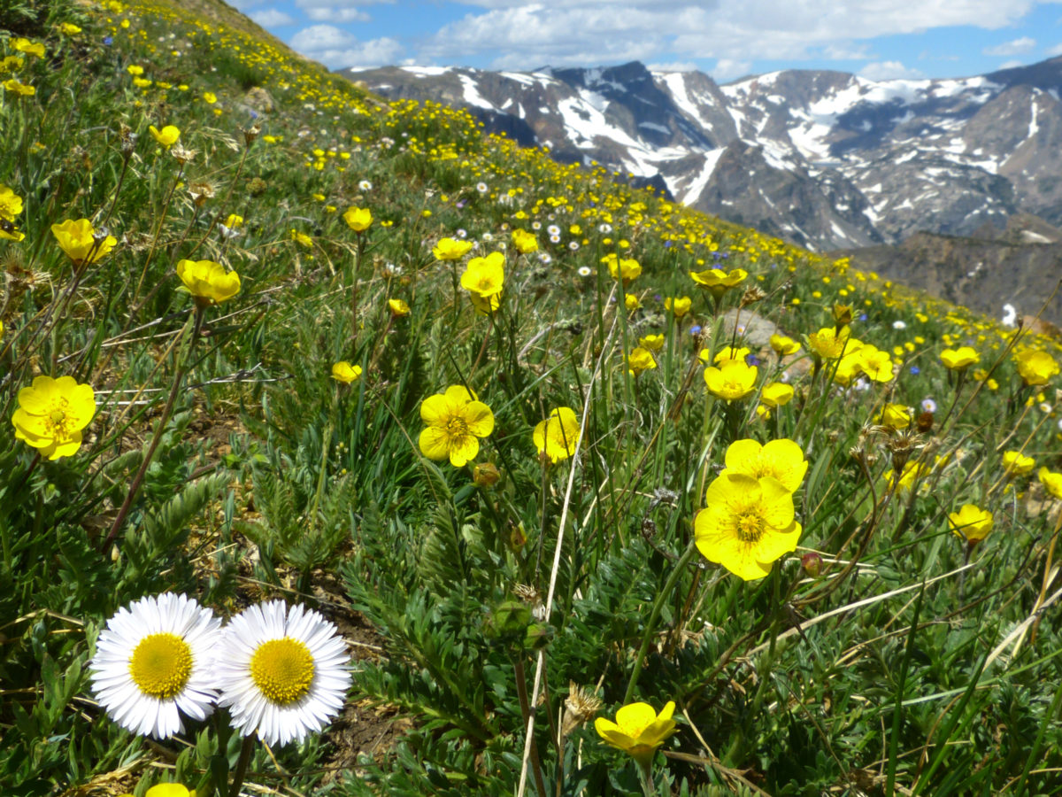 Subalpine fleabane, snow buttercups  -  Beartooth Scenic Byway, Shoshone National Forest, Wyoming  