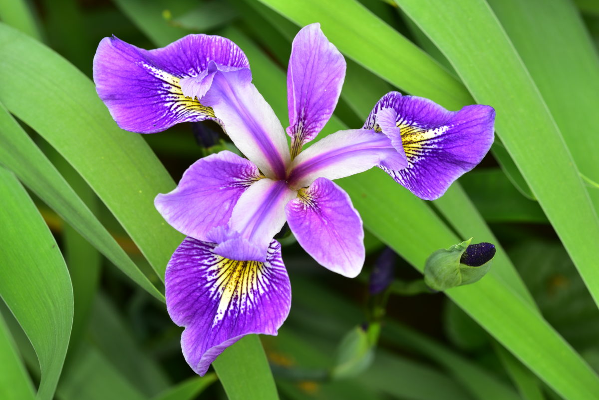 Dwarf iris  -  Kilgore-Lewis Garden, Greenville, South Carolina  