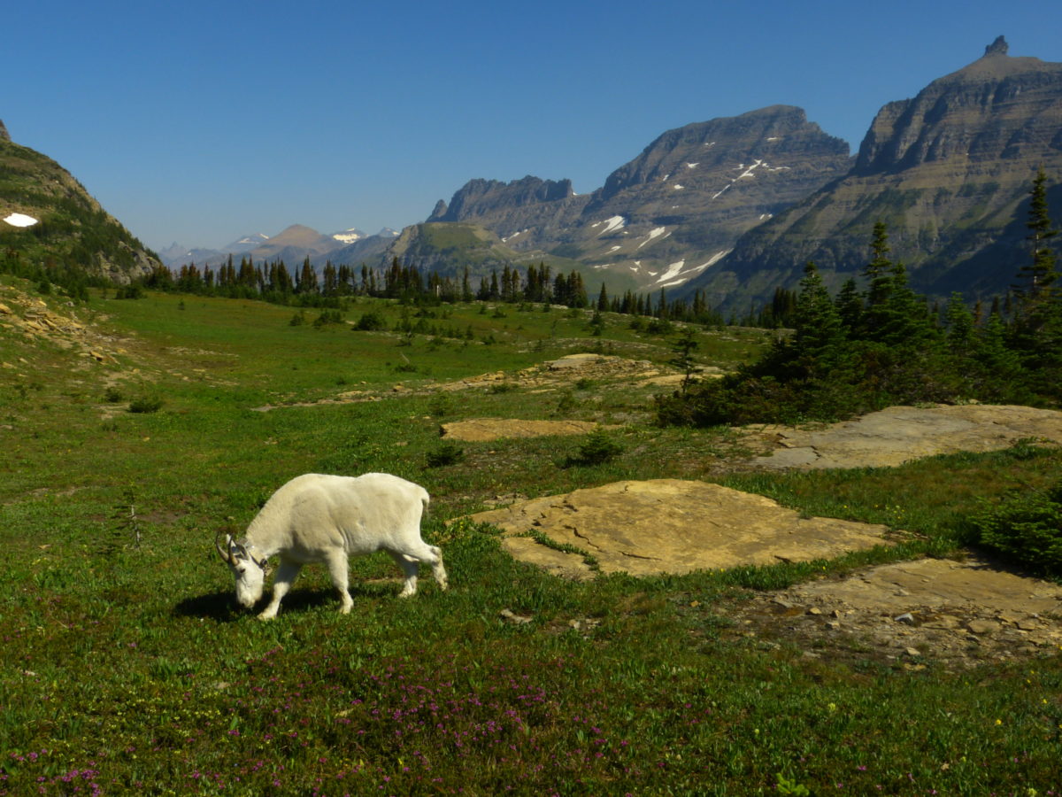 Mountain goat, The Garden Wall (back middle), Bishops Cap (back right)  -  from Hidden Lake Trail, Glacier National Park, Montana